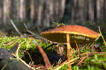 Bay bolete (Imleria badia) an edible, pored mushroom in green moss in polish forest. Mushrooming in autumn sunny day. Close-up