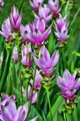 Purple tulip like flowers growing in a botanical garden.