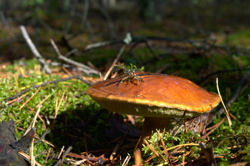 Bay bolete (Imleria badia) an edible, pored mushroom in green moss in polish forest. Mushrooming in...