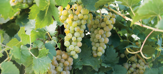 grapes on the vine