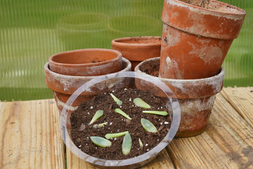 Propagating cacti in a clear tray with soil. Terra cotta pots