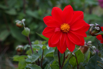 Close up of a red dahlia flower with a yellow center.