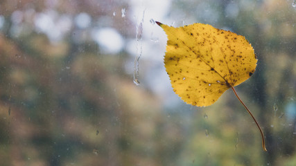 yellow leaf on the window