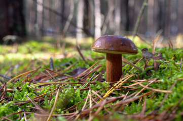 Bay bolete (Imleria badia) an edible, pored mushroom in green moss in polish forest. Mushrooming in...