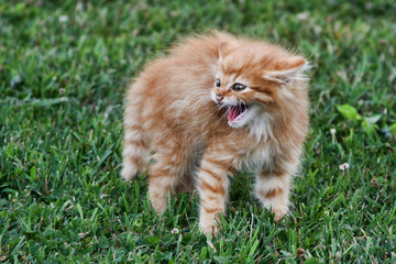 Naklejka na ściany i meble Hissing kitten. Orange and white striped kitten.