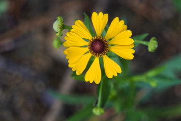Small yellow flower with a brown center. Sneezeweed flower.