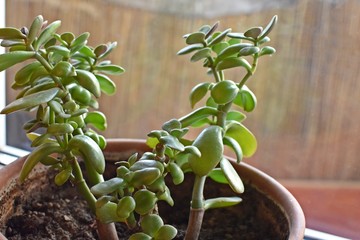 Green plant (Crasula Ovata) in a pot near the window.