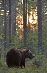 Brown bear in the summer forest at sunset.  Green forest natural background. Scientific name: Ursus arctos. Natural habitat. Summer season.