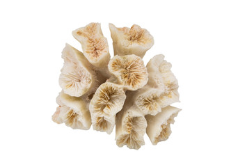 Coral isolated on white background