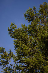 tree and blue sky