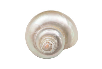 Pearl snail seashell isolated on white background