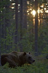 Brown bear in the summer forest at sunset.  Green forest natural background. Scientific name: Ursus arctos. Natural habitat. Summer season.
