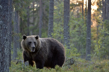 Brown bear in the summer forest at sunset.  Green forest natural background. Scientific name: Ursus arctos. Natural habitat. Summer season.