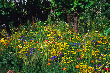 Colourful Californian flower border making an impressive display of assorted flowers and colours