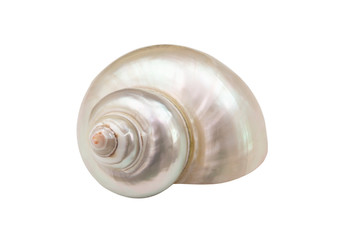 Pearl snail seashell isolated on white background - obrazy, fototapety, plakaty