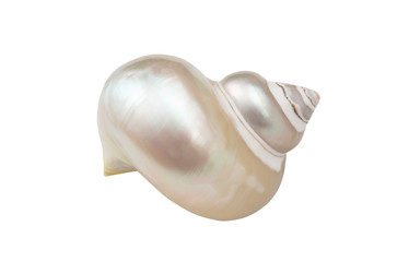 Pearl snail seashell isolated on white background © Valerii Evlakhov