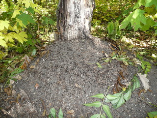 Anthill around a tree in autumn in the forest.