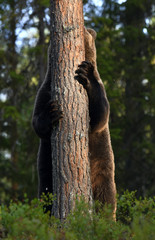 Brown bear stands on its hind legs by a tree in a summer pine forest. Scientific name: Ursus Arctos . Green natural background. Natural habitat.