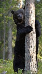 Brown bear stands on its hind legs by a tree in a summer pine forest. Scientific name: Ursus Arctos . Green natural background. Natural habitat.