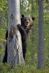 Brown bear stands on its hind legs by a tree in a summer pine forest. Scientific name: Ursus Arctos . Green natural background. Natural habitat.