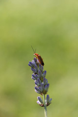 Insect on Lavendar 