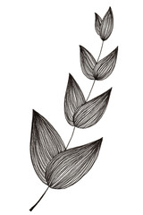 Hand drawn illustration of simple leaf and foliage branch isolated on white background using black ink pen for design purpose