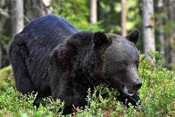 Brown bear with open mouth in the summer forest.  Green forest natural background. Scientific name: Ursus arctos. Natural habitat. Summer season.