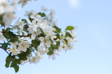 Blooming apple tree in spring time. Close-up.