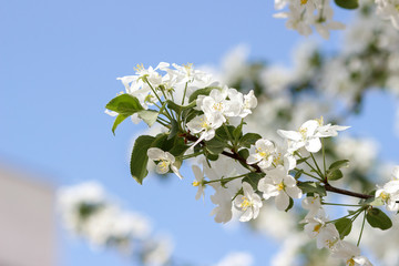 Blooming apple tree in spring time. Close-up.