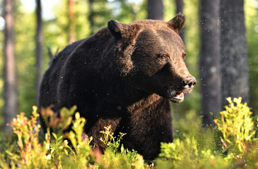 Close up portrait of Brown bear in the summer forest at sunset. Green pine forest natural background. Scientific name: Ursus arctos. Natural habitat. Summer season.
