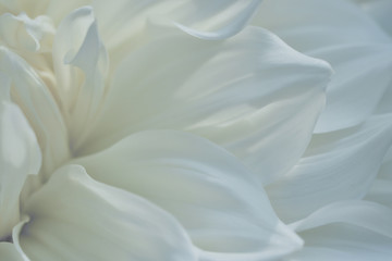 Fototapeta na wymiar Tender texture of white petals of terry dahlia