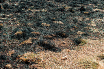 Burnt grass. Half burnt dry yellow grass. Fires from extreme heat