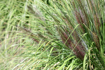 Naklejka na ściany i meble Garden of cereals with growing crab grass, African millet ( Pennisetum) close up, Poaceae Family. Pennisetum