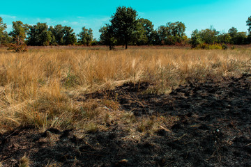 Burnt grass. Half burnt dry yellow grass. Fires from extreme heat