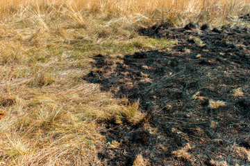 Burnt grass. Half burnt dry yellow grass. Fires from extreme heat