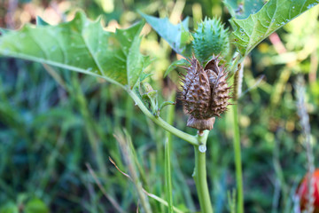 Fruits of Datura (Datura stramonium), Seed box