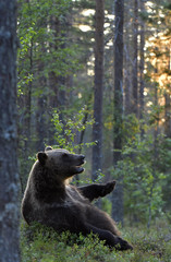 The bear sits leaning against a tree. Brown bear in the summer pine forest at sunset twilight. Scientific name: Ursus arctos. Natural habitat. Summer season.