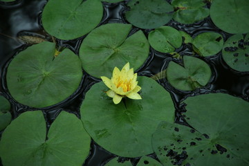 すいれんの花