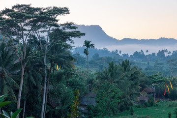 Fototapeta na wymiar morning mist in the fields of bali indonesia