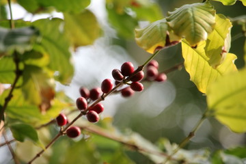 コーヒーの木になる実