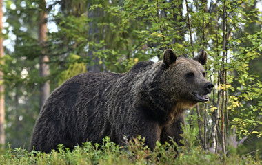 Obraz premium Brown bear in the summer forest. Green forest natural background. Scientific name: Ursus arctos. Natural habitat. Summer season.