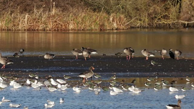 Greylag Geese, Pair, Walking Through Water Birds On Nature Reserve, Brandon Marsh, Winter 2019.