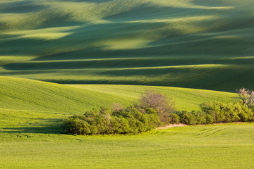 sunset lines and waves with trees in the spring