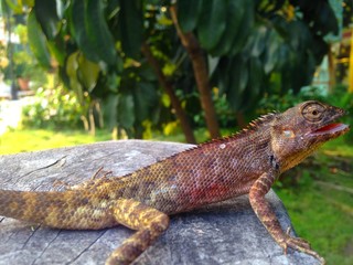 tile, iguana, animal, green, nature, wildlife, dragon, wild, zoo, animals, chameleon, eye, tree, troplizard, repical, close-up, skin, reptiles, pet, branch, vertebrate, scale, fauna, tail