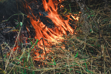 fire in forest