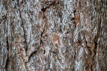 Tree bark natural background / texture