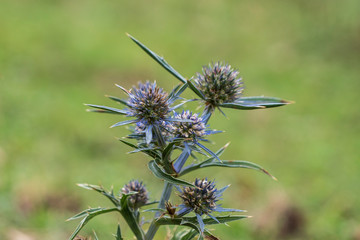 Eryngium Planum on green background 