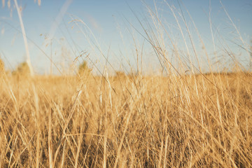 Fototapeta premium Dry leaves accompany me on the road through the countryside