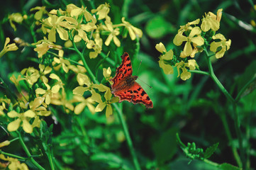 butterfly on a flower