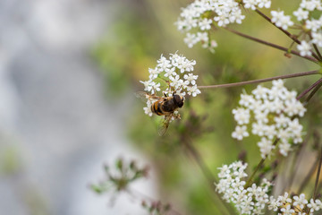 Honey bee pollinate white flower in the spring meadow. Seasonal natural scene.